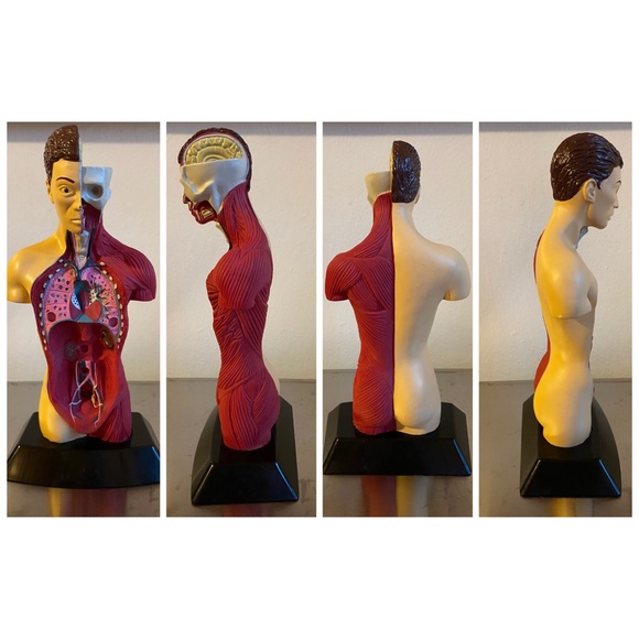 Other 1 Inch Human Anatomy Statue Poshmark